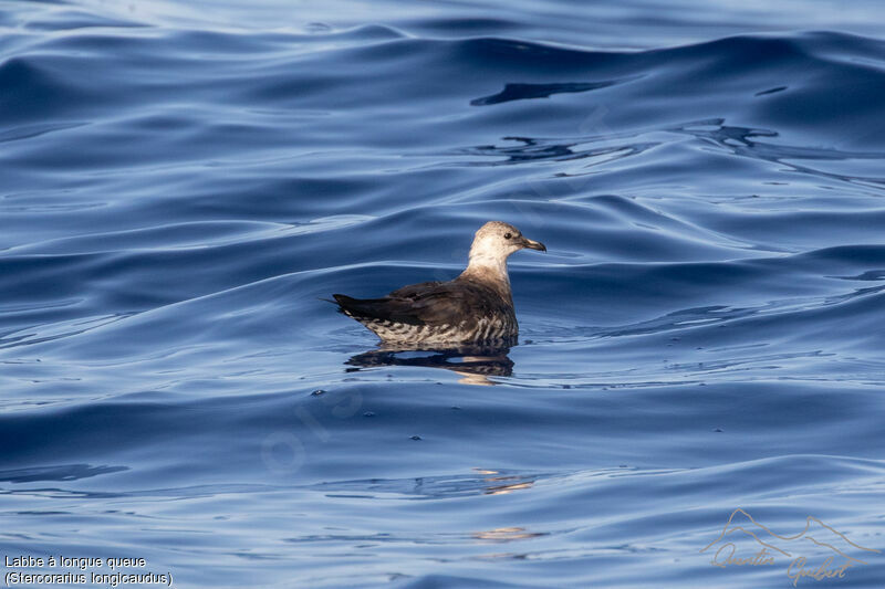 Long-tailed Jaeger