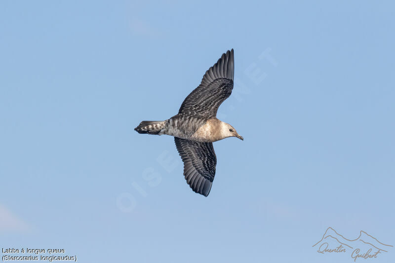 Long-tailed Jaeger, Flight