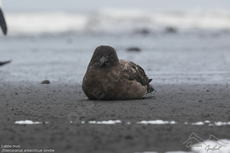 Brown Skua (lonnbergi)