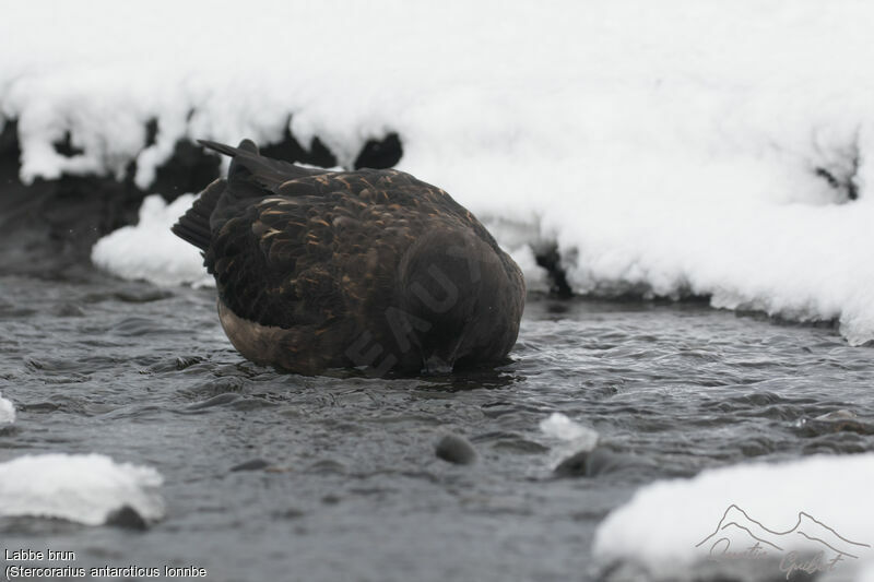 Brown Skua (lonnbergi)