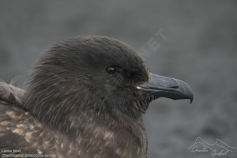 Brown Skua (lonnbergi)