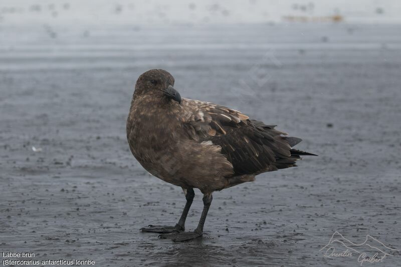 Brown Skua (lonnbergi)