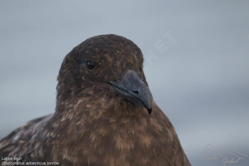 Brown Skua (lonnbergi)