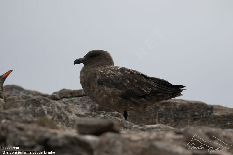 Brown Skua (lonnbergi)