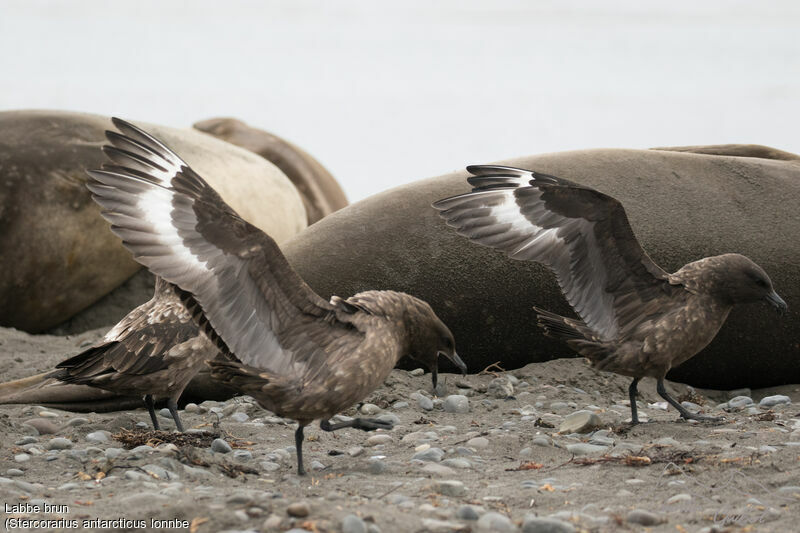 Brown Skua (lonnbergi)