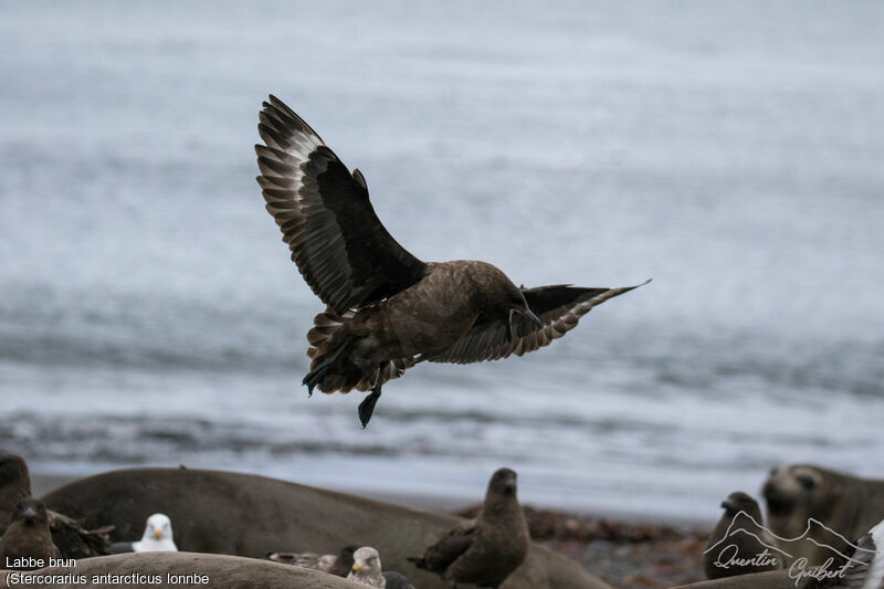 Brown Skua (lonnbergi)