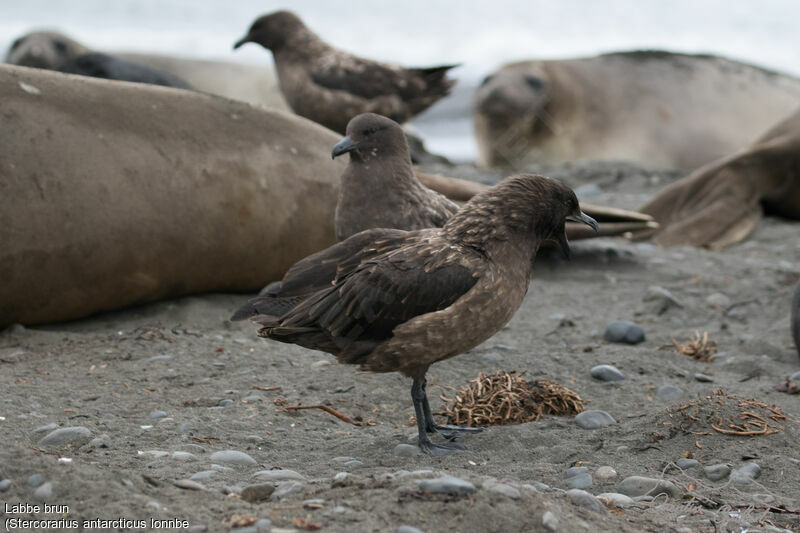 Brown Skua (lonnbergi)