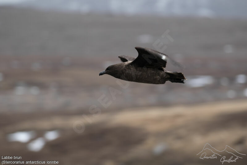 Brown Skua (lonnbergi)