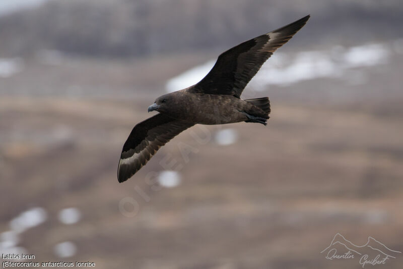 Brown Skua (lonnbergi)