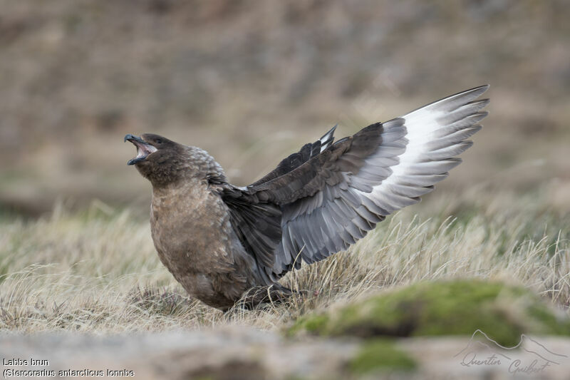 Brown Skua (lonnbergi)