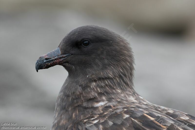 Brown Skua (lonnbergi)