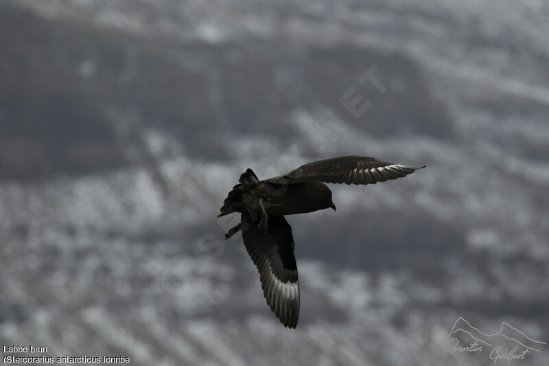 Brown Skua (lonnbergi)