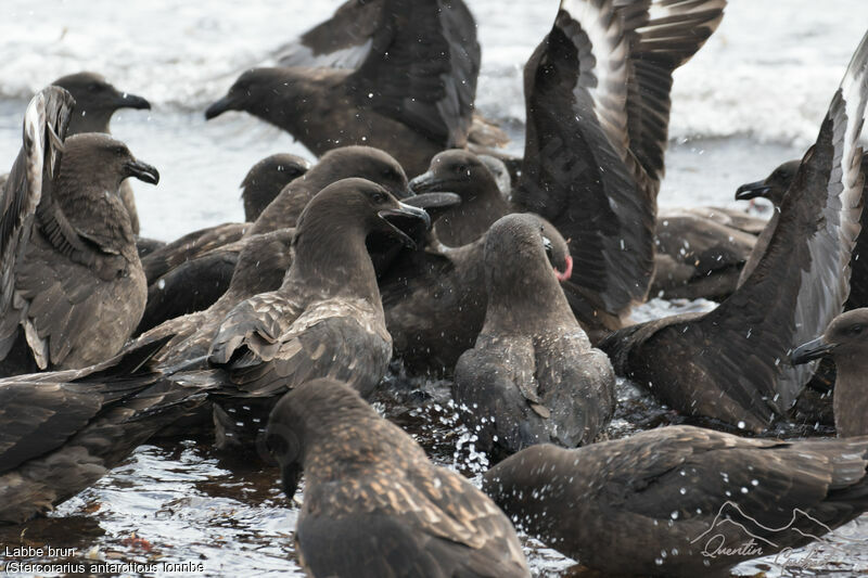 Brown Skua (lonnbergi)