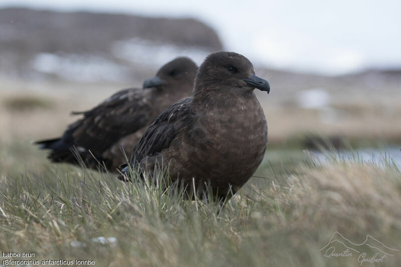 Brown Skua (lonnbergi)