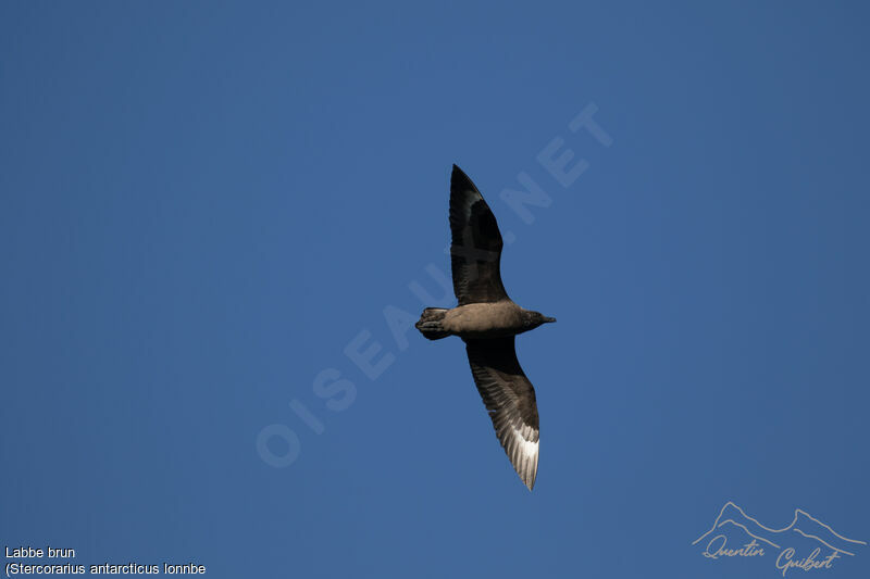 Brown Skua (lonnbergi)