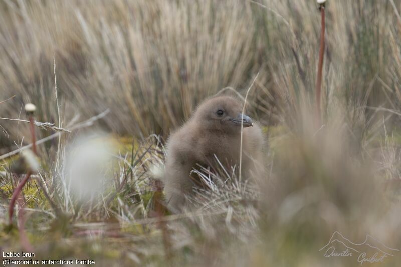 Brown Skua (lonnbergi)