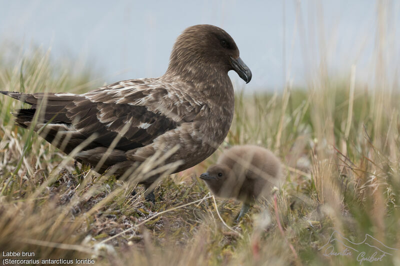 Brown Skua (lonnbergi)