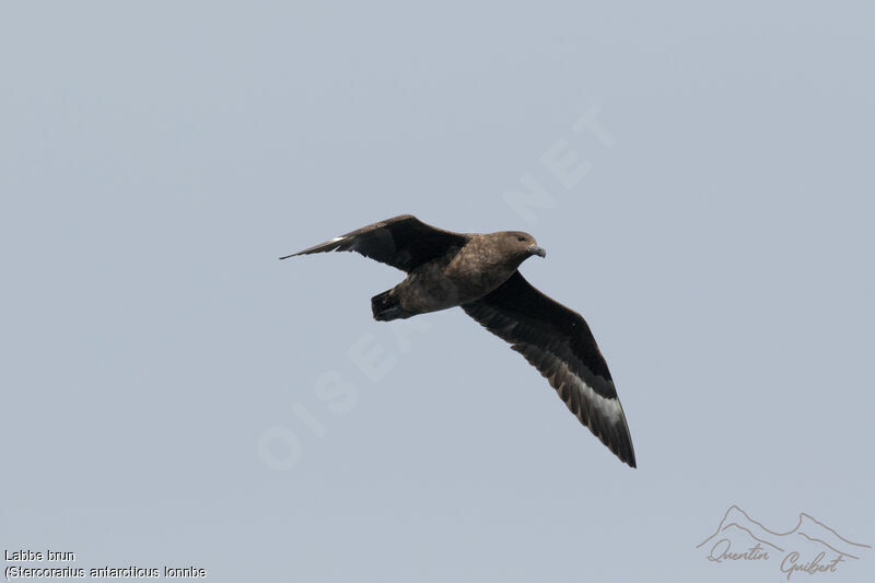 Brown Skua (lonnbergi), identification, Flight