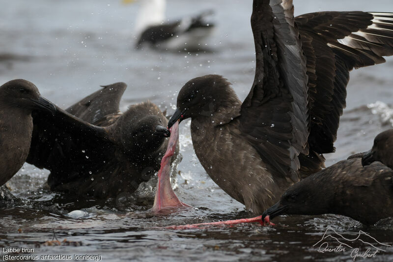 Brown Skua (lonnbergi), fishing/hunting