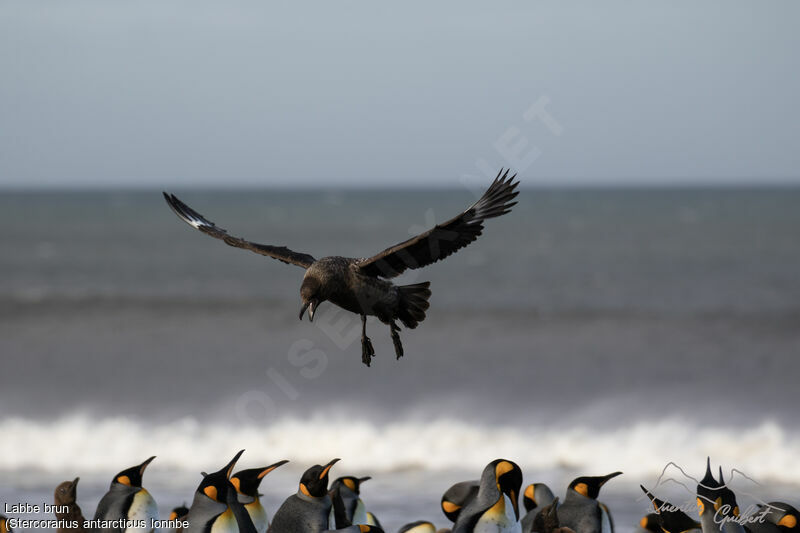 Brown Skua (lonnbergi)