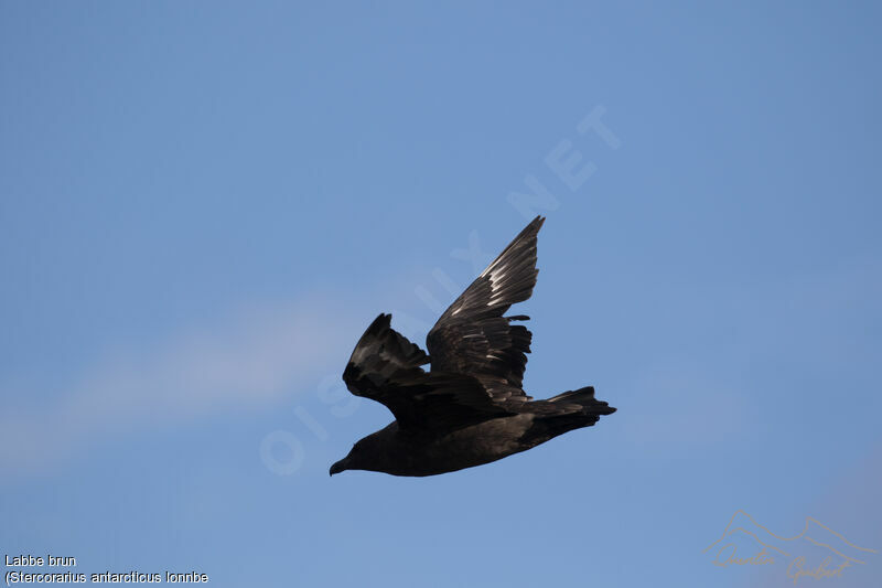 Brown Skua (lonnbergi)