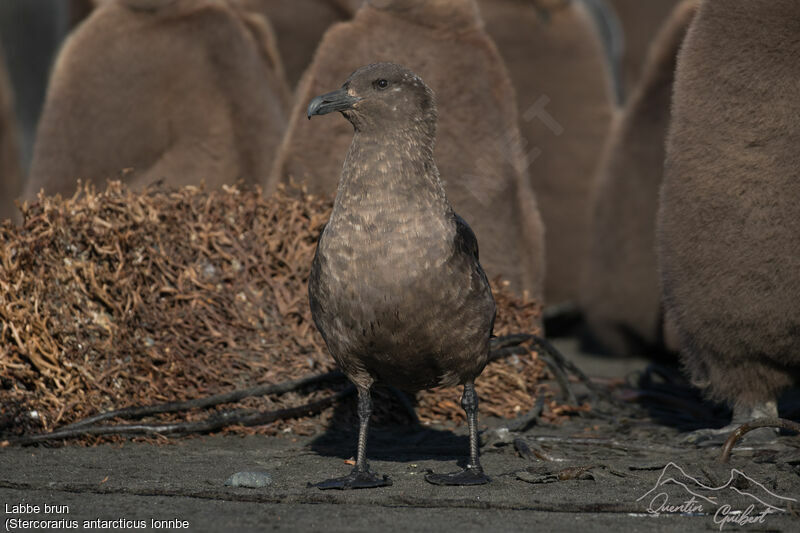 Brown Skua (lonnbergi)