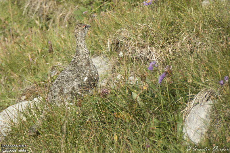 Lagopède alpin, identification