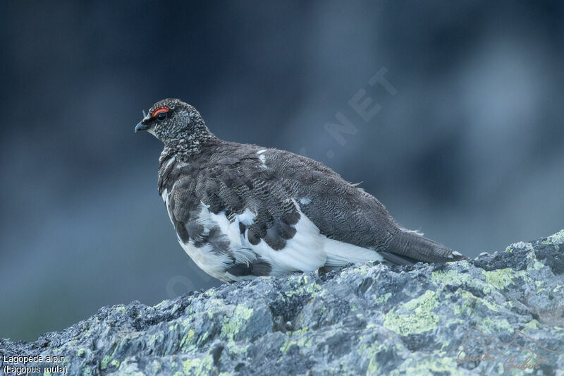 Rock Ptarmigan