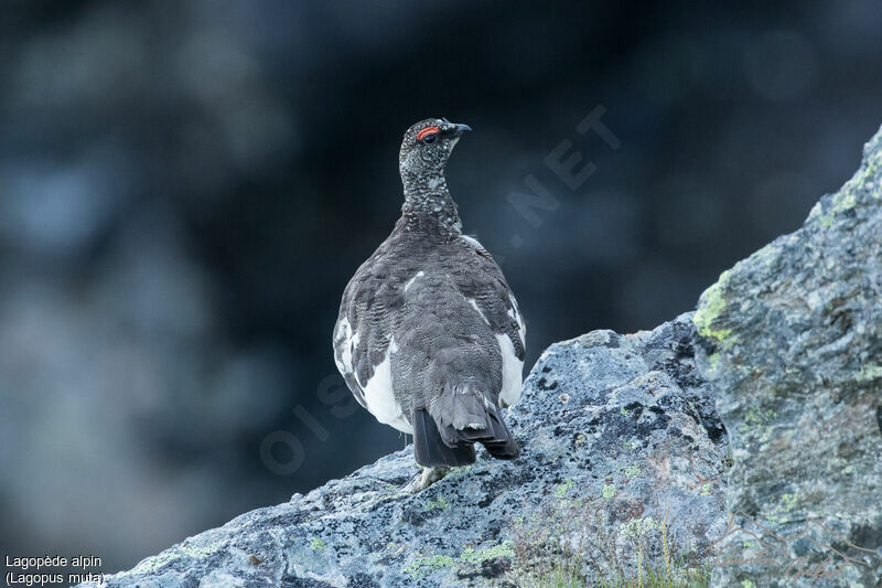 Rock Ptarmigan male adult breeding, identification