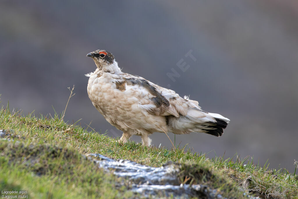Lagopède alpin mâle adulte, marche