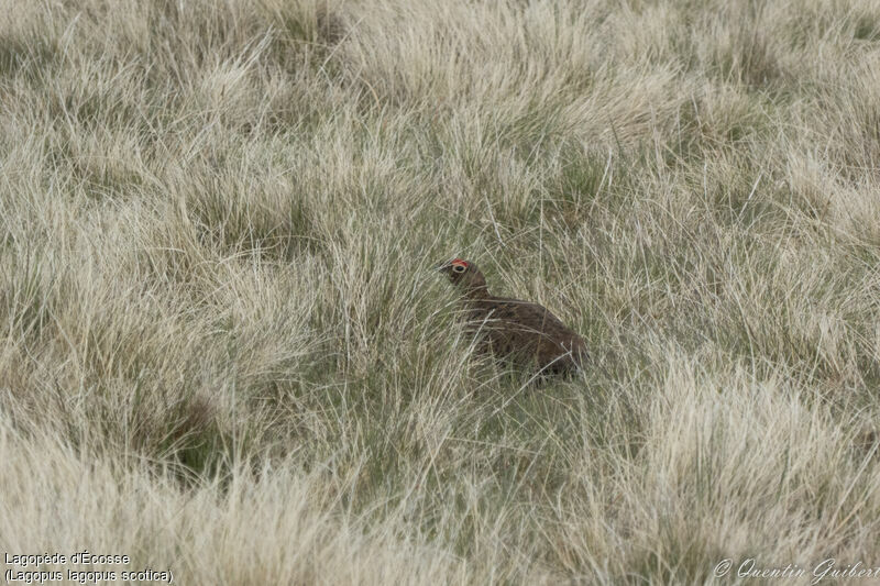 Red Grouse male adult breeding, camouflage