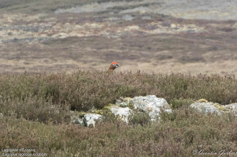 Lagopède d'Écosse mâle adulte nuptial, identification, habitat