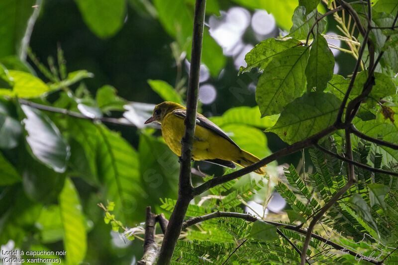 Black-hooded Oriole