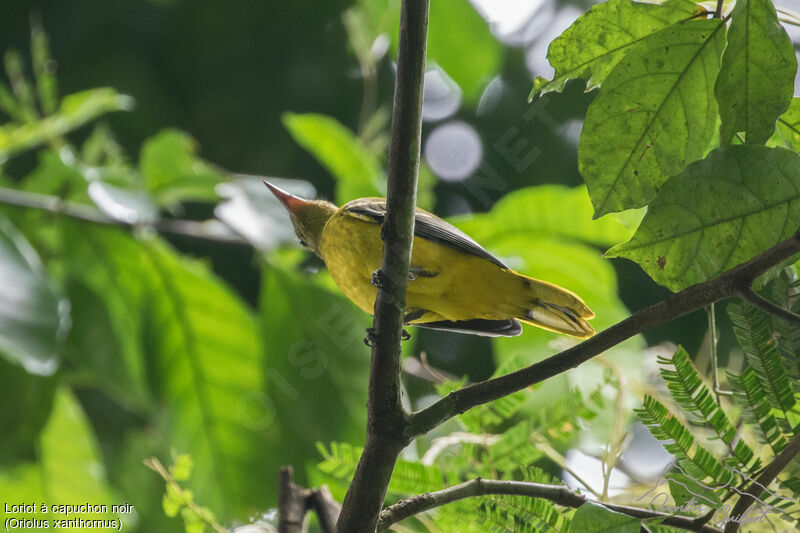 Black-hooded Oriole