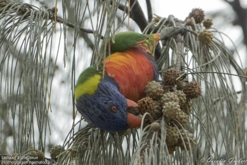 Coconut Lorikeet, eats