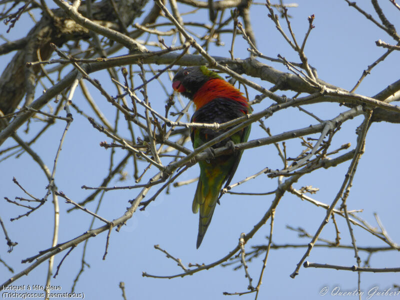 Coconut Lorikeet