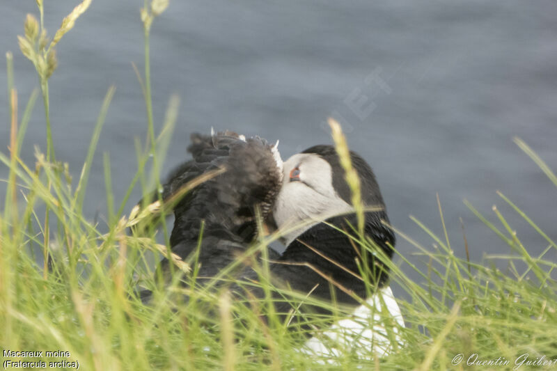 Atlantic Puffinadult breeding, care