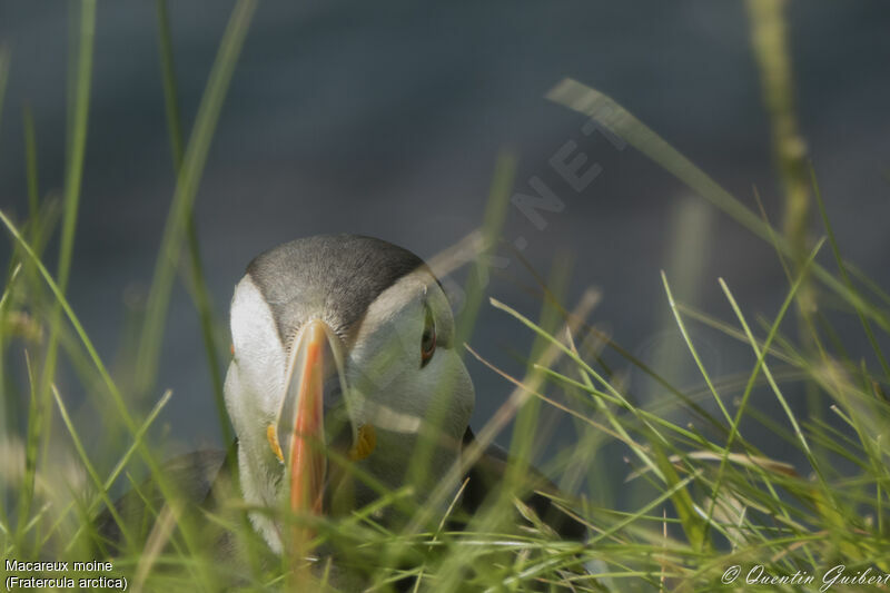 Atlantic Puffinadult breeding, close-up portrait