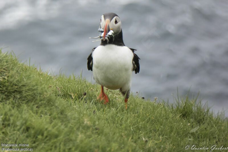 Atlantic Puffinadult, walking, feeding habits