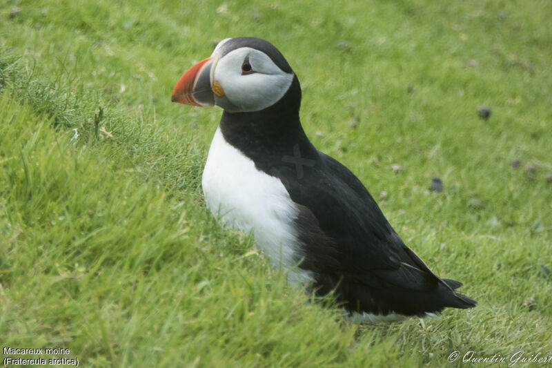 Atlantic Puffinadult breeding, identification