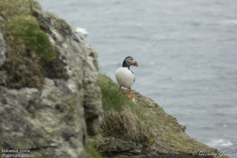 Macareux moineadulte nuptial, identification, habitat