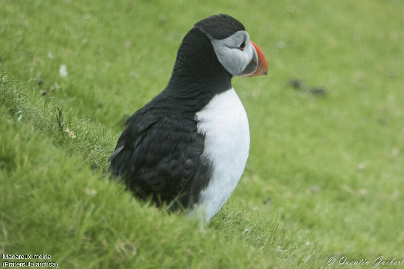 Atlantic Puffinadult breeding, identification