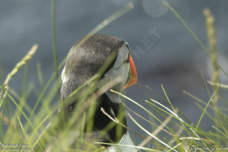 Atlantic Puffinadult breeding