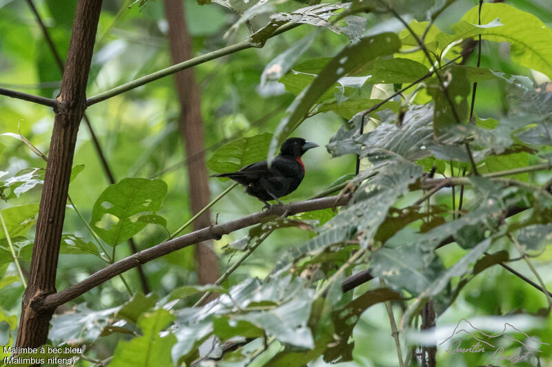 Blue-billed Malimbeadult breeding, identification