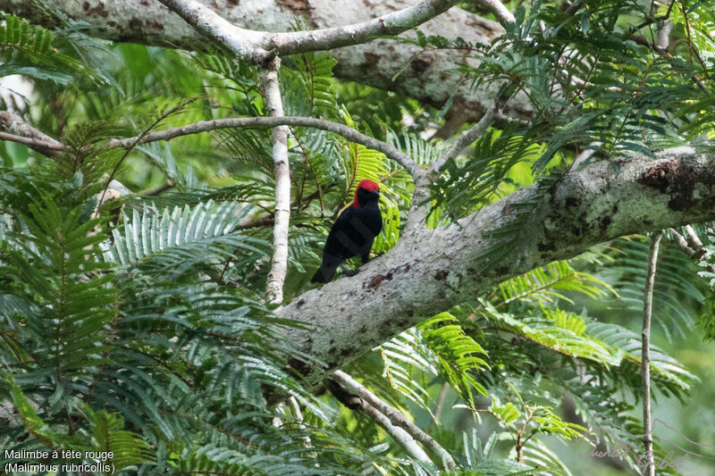 Malimbe à tête rouge, identification