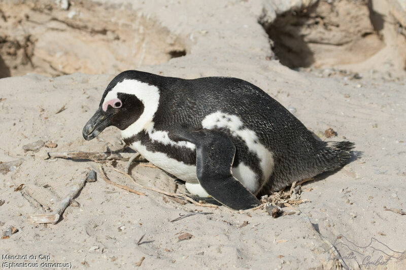 African Penguin