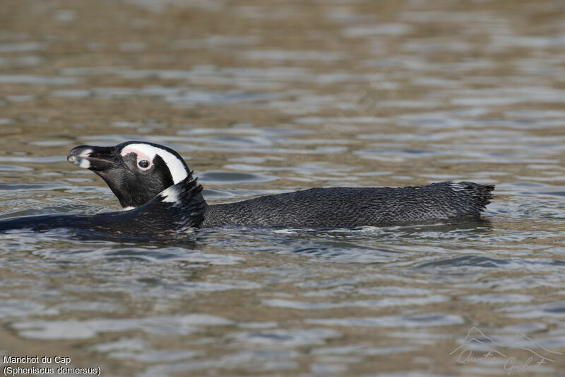 African Penguinadult breeding, swimming