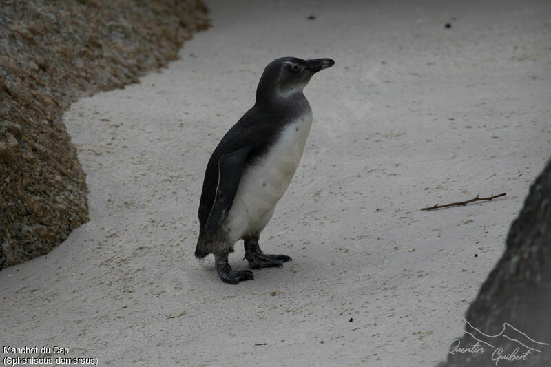 African PenguinFirst year