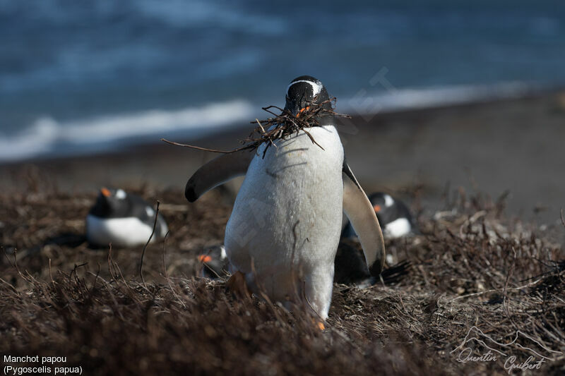 Gentoo Penguin