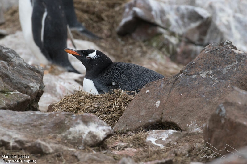 Gentoo Penguin